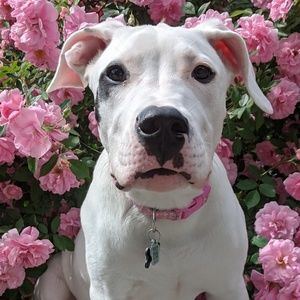 Meet your Posher, Vin